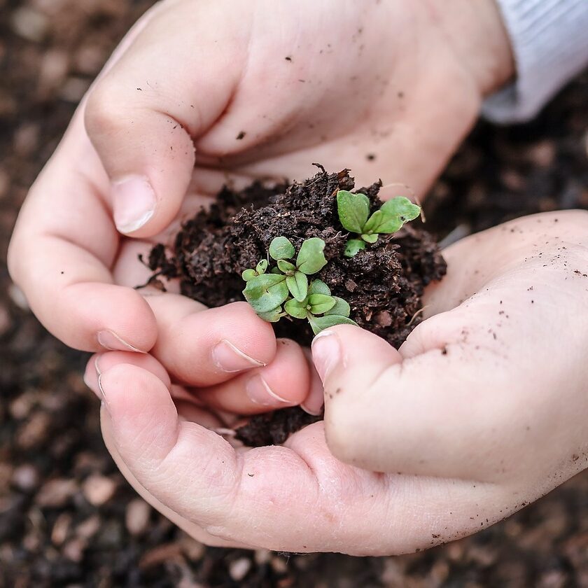 pxclimateaction, sprout, seedlings-7125335.jpg